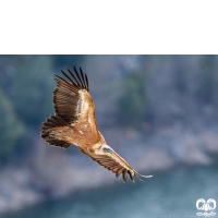 گونه کرکس Eurasian Griffon Vulture